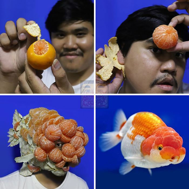 Tưởng gì chứ làm cá cũng không khó lắm.
