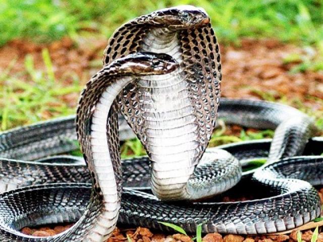 Media - Rắn hổ mang đông như kiến "khủng bố" trong nhà dân