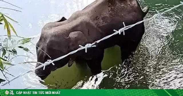 Voi mang thai gãy hàm chết đứng dưới sông, dân phẫn nộ khi biết nguyên nhân