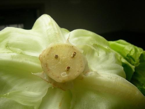 Chỉ thế thôi là bạn đã có thể bảo quản xà lách trong một tuần đó. Cách này bạn có thể áp dụng cho cả bắp cải.