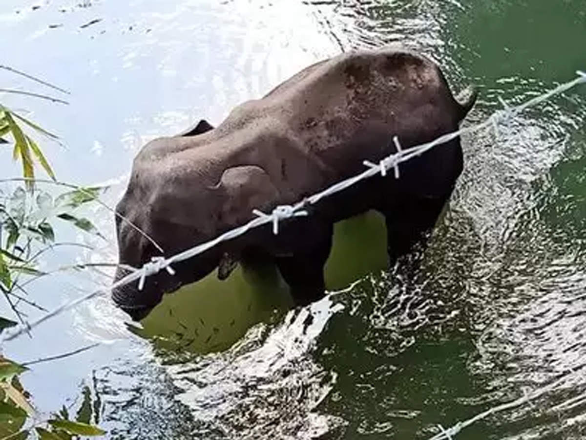 Con voi tội nghiệp đang mang thai chết đứng dưới sông vì ăn dứa có thuốc nổ (ảnh: SCMP)