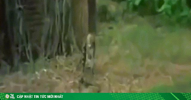 Video: Bị khỉ trêu ngươi, rắn hổ mang chúa tấn công điên cuồng và cái kết