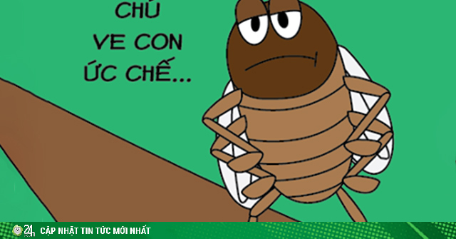Lý do khiến ve kêu to liên tục vào mùa hè