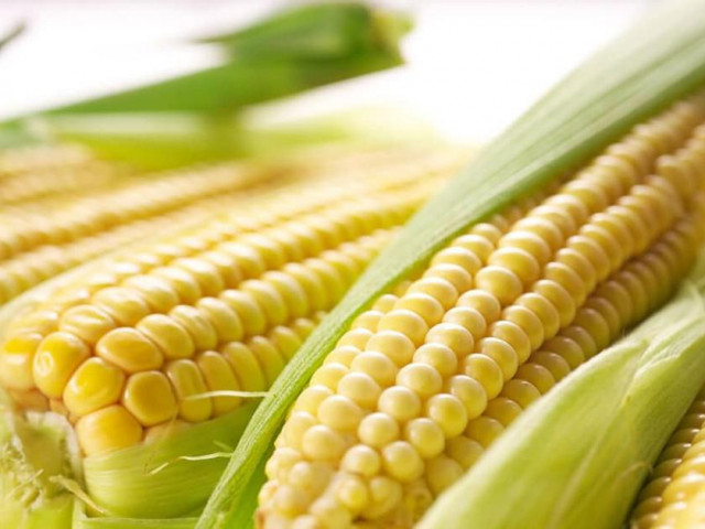 Sức khỏe đời sống - Ngô: Cực tốt và cực độc, biết mà tránh khi ăn kẻo "rước họa vào thân"