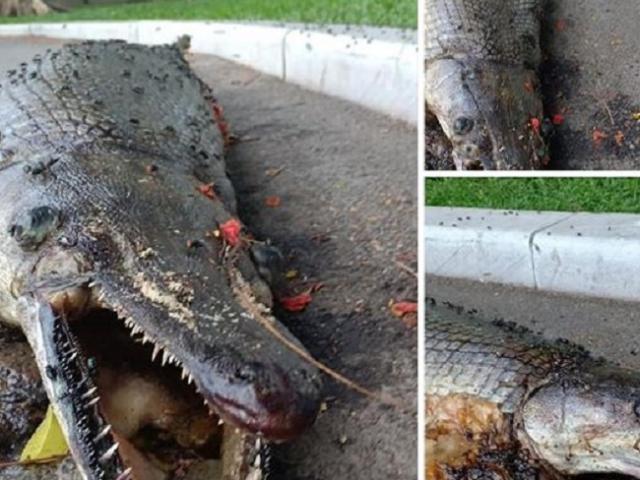 Tin tức trong ngày - Tin tức 24h qua: “Sinh vật lạ” chết ở công viên Thống Nhất là cá sấu hỏa tiễn