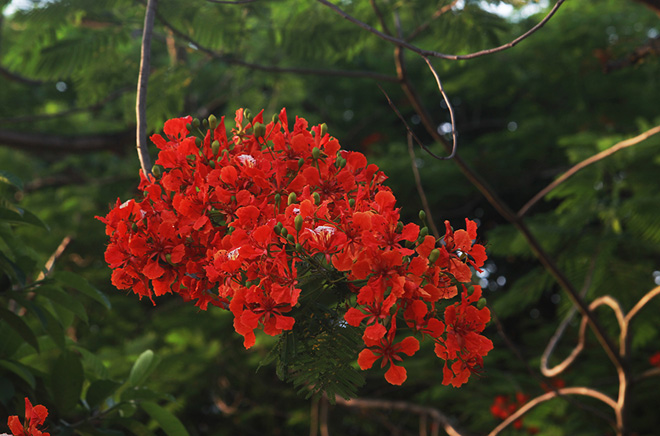 Những chùm phượng vĩ đỏ khoe sắc bên những tán lá xanh biếc, giống như một bức tranh thiên nhiên ban tặng.
