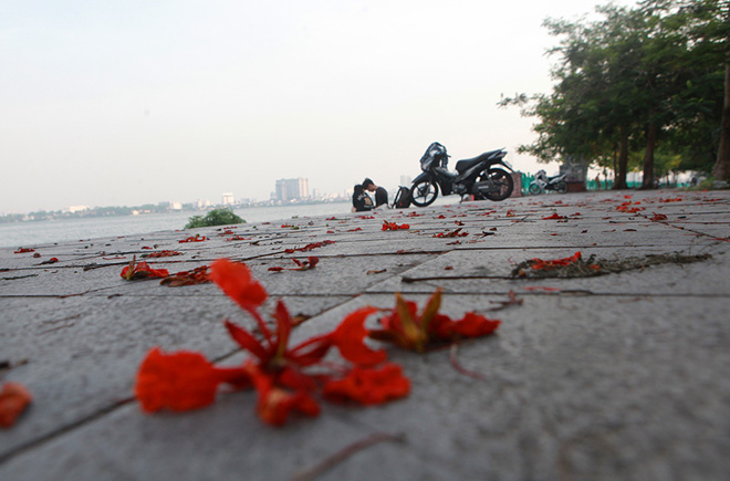 Mùa hoa phượng nở cũng là khi một mùa thi mới lại về.