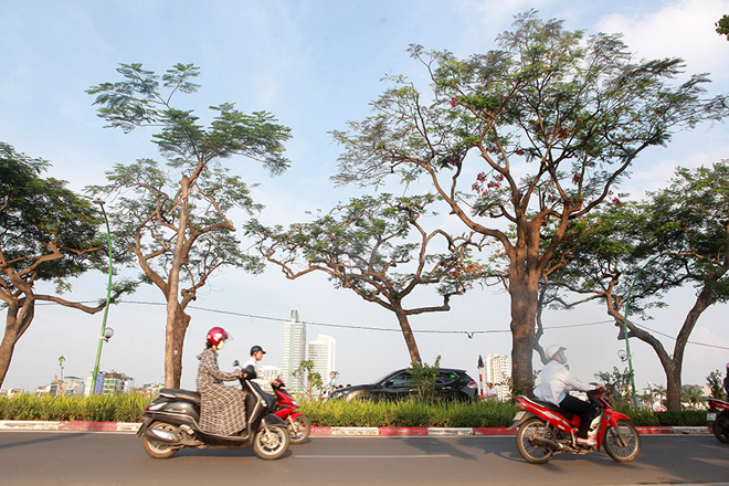 Trong cái nóng oi bức của mùa hè Hà Nội, người dân đi qua đây cảm thấy dễ chịu phần nào bởi bóng râm của những tán cây phượng vỹ.