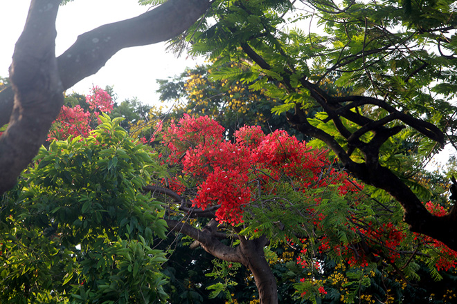 Giữa tháng 6 hàng năm là thời điểm hoa phượng nở rộ và đẹp nhất. Ai có dịp đi qua con đường này cũng phải trầm trồ bởi màu đỏ của hoa phượng rực sáng cả một góc trời.
