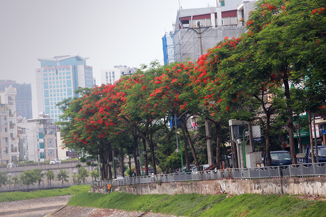 Đường ven sông Tô Lịch, đoạn chạy qua các phố Giáp Nhất, Nguyễn Ngọc Vũ, Nguyễn Khang, Quan Hoa, Nguyễn Đình Hoàn kéo dài gần 6km cũng bắt đầu được nhuộm đỏ sắc hoa phượng.