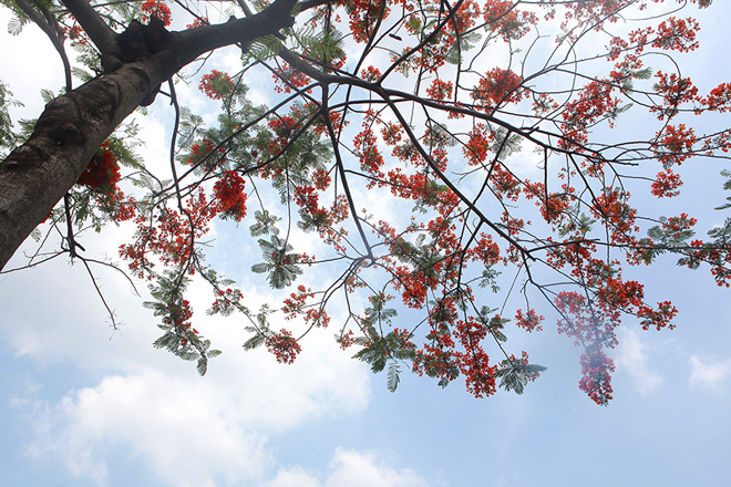 Những cánh phượng mỏng manh, đỏ tươi khoe sắc giữ nền trời xanh biếc tạo ra một màu sắc đặc trưng của mùa hè.