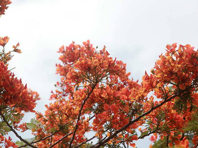 Nhìn những chùm hoa phượng vĩ đỏ rực cả góc trời làm cho lòng ta thêm nao nao, bồi hồi nhiều cảm xúc nhớ lại quãng thời gian ngồi trên ghế nhà trường.