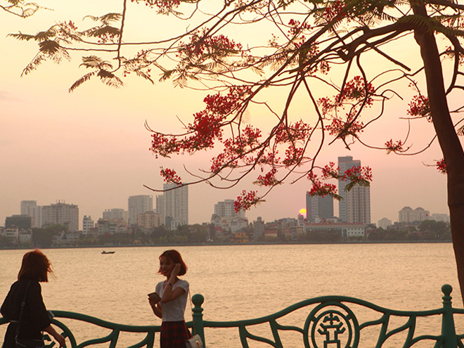 Hoàng hôn buông xuống cũng là lúc người Hà Nội, đặc biệt là các bạn trẻ được ngắm những chùm phượng vĩ đẹp nhất ven những con đường quanh Hồ Tây.