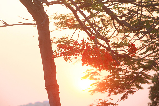 Đây là thời điểm đẹp nhất để ngắm thành phố qua những kẽ hoa đỏ rực.