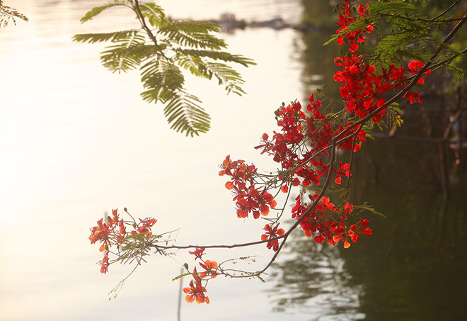Những chùm phượng vĩ khoe sắc gợi lại ký ức về những năm tháng học trò của những ai đi qua đây.