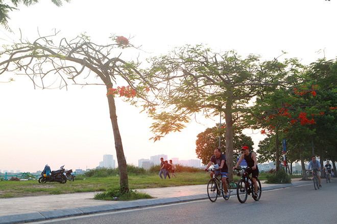 Hàng phượng vĩ nở hoa đỏ rực khiến nơi đây trở thành con đường đi dạo tuyệt đẹp.