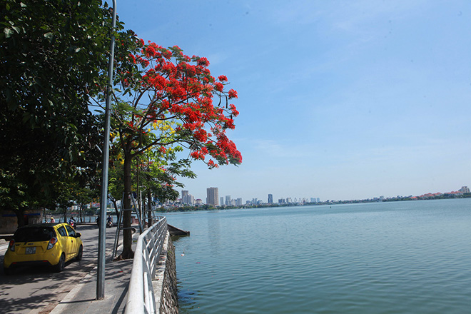 Hoa phượng không chỉ đẹp lúc hoàng hôn mà giữa trưa nắng, những cánh hoa đỏ rực in trên nền trời xanh của Hà Nội cũng rất đẹp.