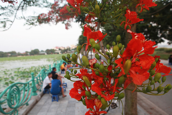 Thỉnh thoảng bắt gặp một cành phượng vĩ nở rực rỡ xà xuống chỉ ngang vai người lớn.