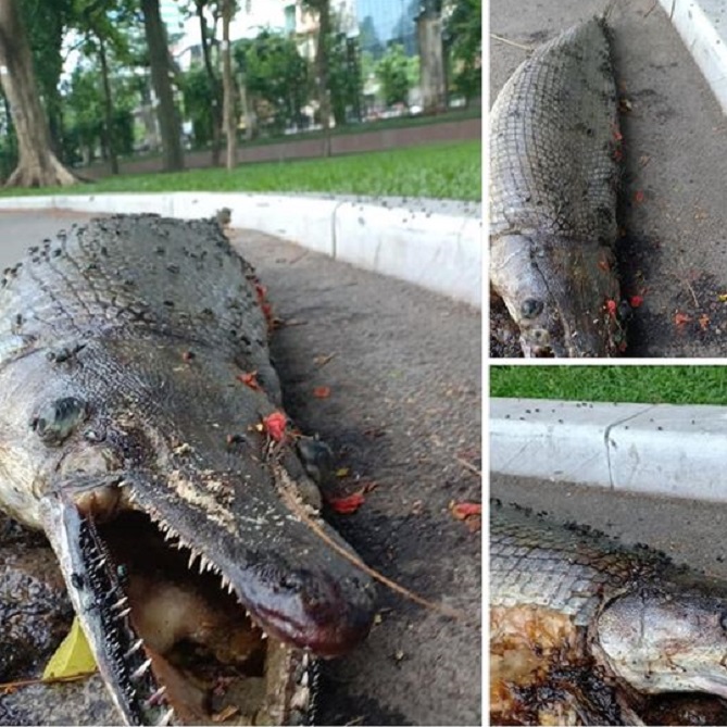  Hình ảnh “sinh vật lạ” chết bốc mùi trong công viên Thống Nhất. Ảnh chụp màn hình.