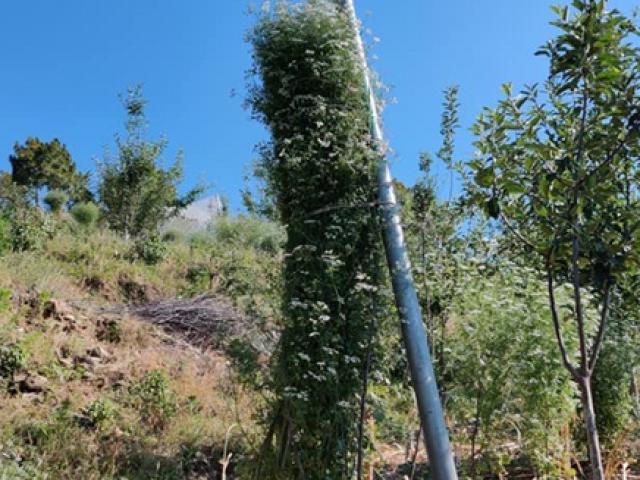 Thị trường - Tiêu dùng - Anh nông dân gây xôn xao cả nước với cây khổng lồ ở Việt Nam bán đầy chợ