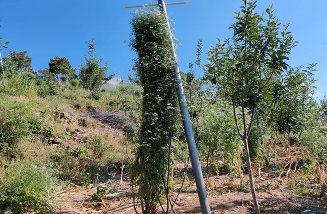 Anh Gopal Dutt Upreti, sống ở Ấn Độ đã trồng được cây rau mùi cao nhất thế giới.
