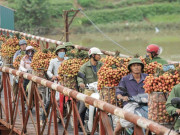 Tin tức trong ngày - Clip: Thót tim cảnh người dân gồng mình chở vải thiều qua cầu tử thần