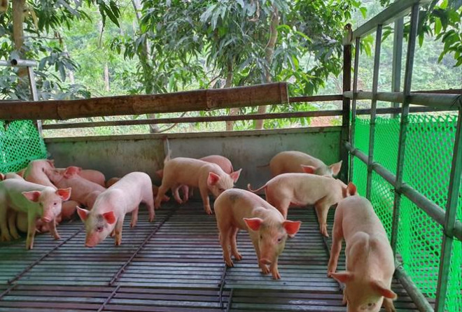 Thương lái bán lợn giống tại Cẩm Khê, Phú Thọ nói rằng, lợn giống đang hiếm, không thể giảm giá Ảnh: Ðức Anh