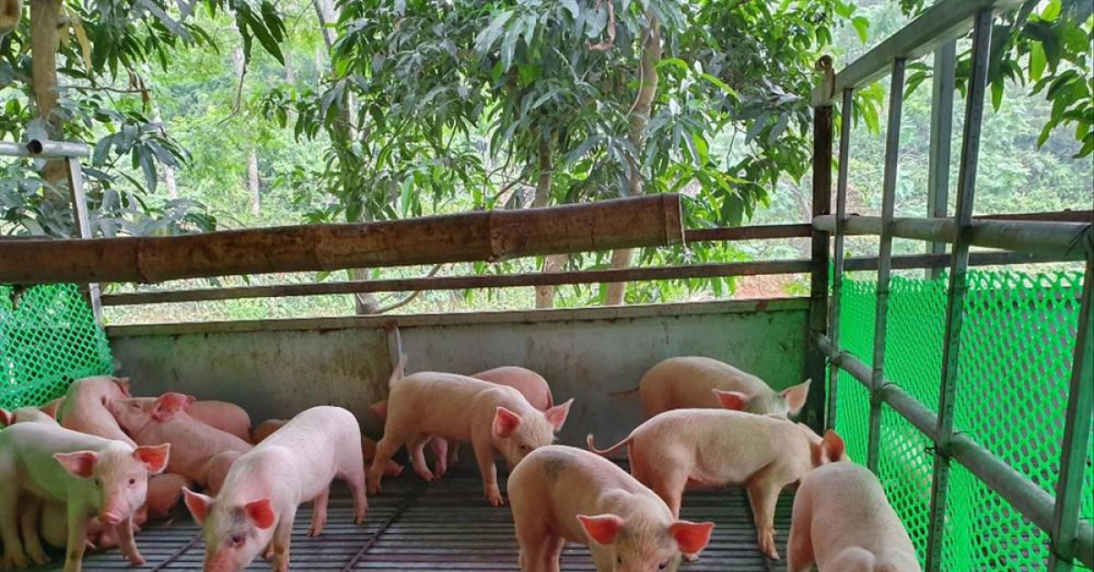 Thị trường - Tiêu dùng - Hiếm như lợn con