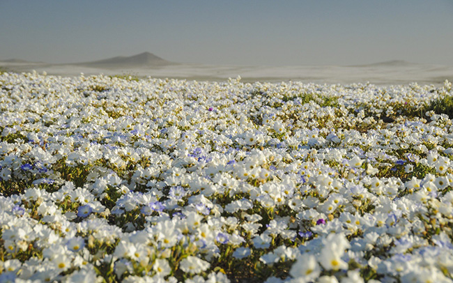 Desierto florido, sa mạc Atacama, Chile: Cứ vài năm một lần vào khoảng tháng 9, sa mạc Atacama Chile lại nở rộ hoa. Đây là một điều kỳ diệu tự nhiên được gọi là desierto florido, hay sa mạc hoa.
