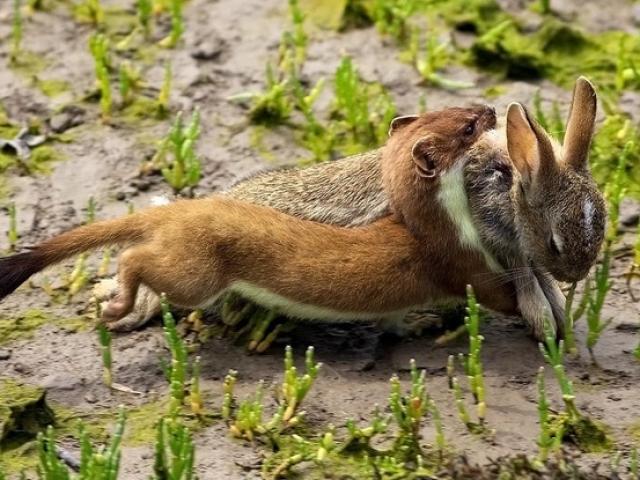 Media - Chồn nhỏ "thôi miên" rồi đoạt mạng con mồi lớn hơn bằng nhát cắn chí mạng