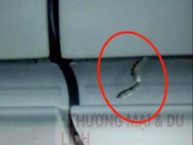 Tin tức trong ngày - Tin tức 24h qua: Phát hiện rắn trên hộc hành lý, máy bay phải quay lại sân đỗ