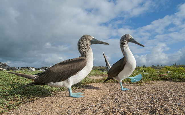 Chim sẻ chân xanh giao phối, quần đảo Galapagos: Những con chim sẻ chân xanh biểu diễn những hình ảnh đầy mê hoặc khi chúng sinh sản vào giữa tháng 6 và tháng 8.
