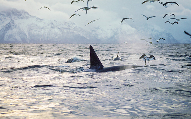 Cá voi sát thủ, Na Uy: Vào khoảng từ tháng 10 tới tháng 1 năm sau, cá voi sát thủ sẽ bơi đến các vịnh hẹp Lofoten để ăn cá trích.
