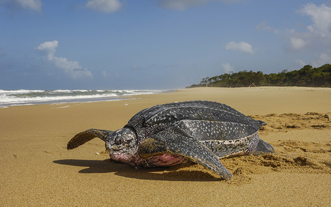 Rùa làm tổ, Trinidad và Tobago: Vào tháng 5 và tháng 6 hằng năm, ước tính có 15% loài rùa leo lên bờ biển để làm tổ trên các bãi cát. Vào mùa sinh sản, có những con rùa đẻ tới hơn trăm quả trứng cùng một lúc.
