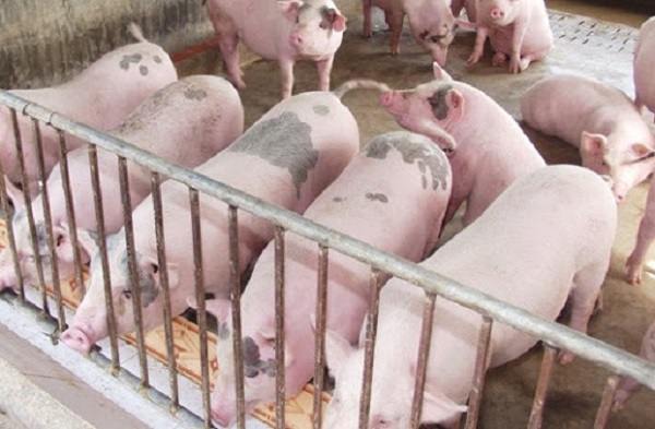 Giá lợn hơi giảm trên cả 3 miền, có địa phương trở về mức 90.000 đồng/kg