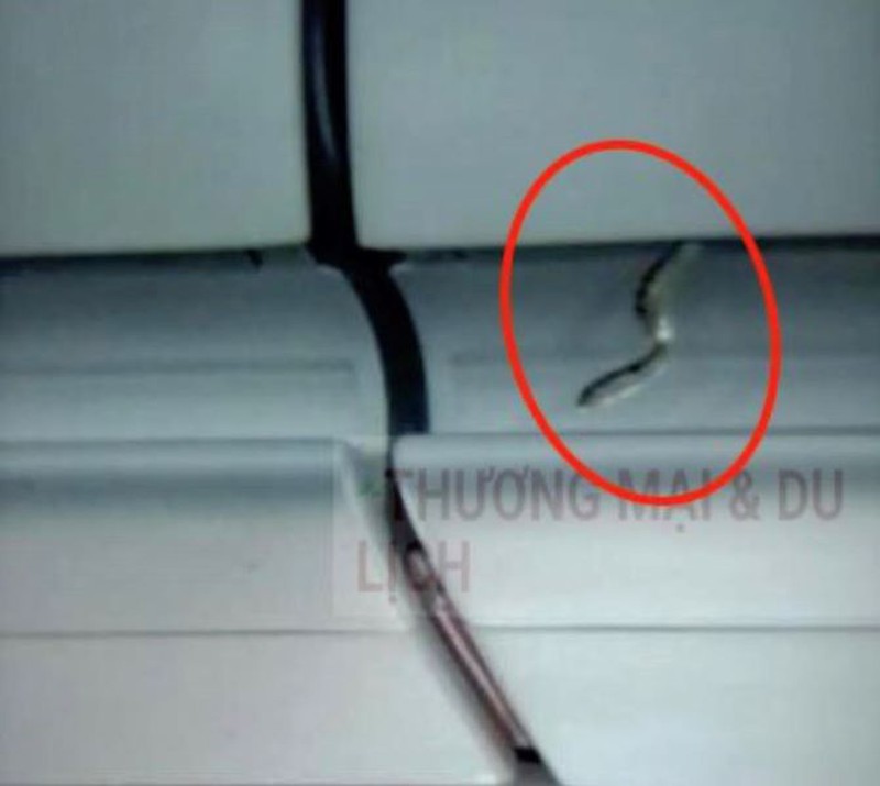 Tiếp viên đã phát hiện một rắn trên ngăn hành lý. Ảnh: ST