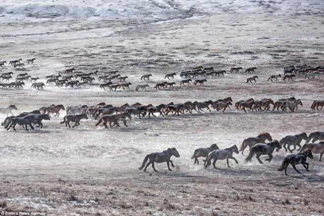 Ngựa của Thành Cát Tư Hãn và cảnh sát kị binh Mông Cổ ngày nay - 3