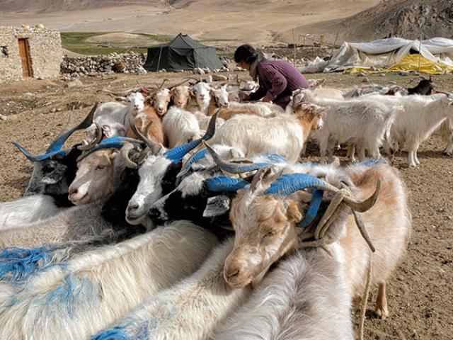 Thế giới - Nạn nhân bất ngờ của tranh chấp biên giới Trung - Ấn