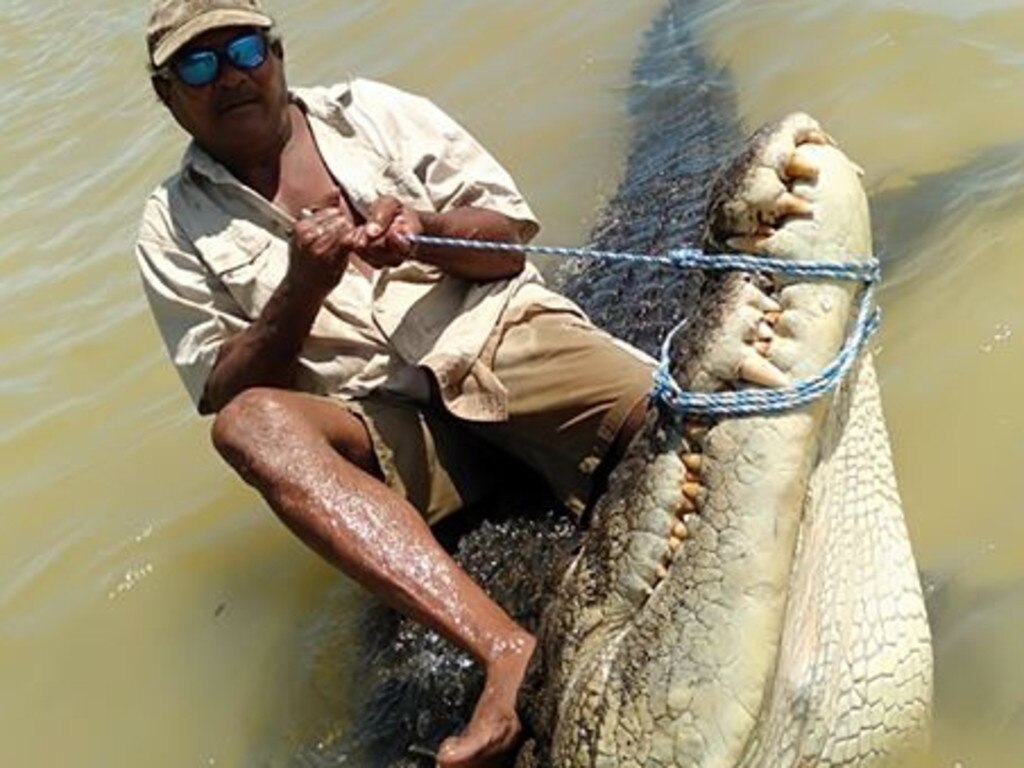 Cá sấu khổng lồ chuyên săn rùa quý bị hai cha con 