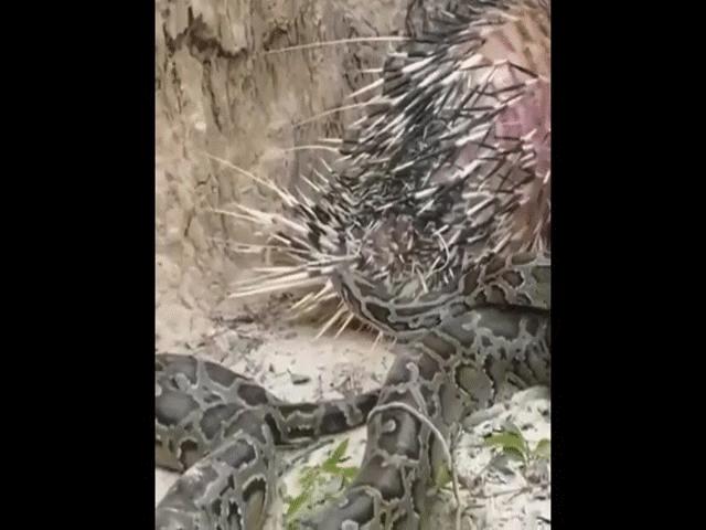 Phi thường - kỳ quặc - Video: Tấn công nhím, trăn bị đối phương "dạy cho bài học"