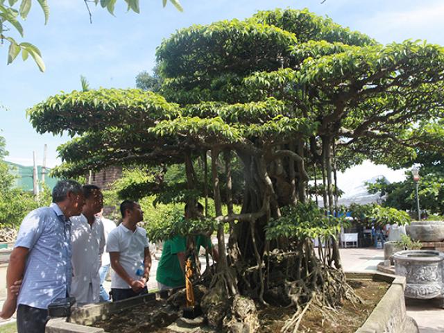 Thị trường - Tiêu dùng - Đại gia Hà Nội làm "dậy sóng” làng cây cảnh khi chi 24 tỷ đồng mua 2 cây sanh