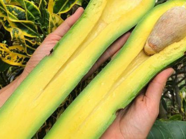 Thị trường - Tiêu dùng - Quả bơ dài 1m là bơ gì mà khiến chị em mê mẩn, phải đặt hàng bằng được