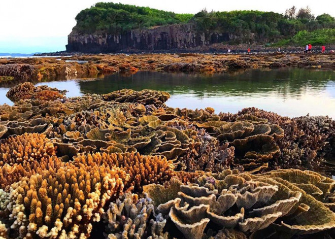 Ngắm tuyệt tác san hô cực đẹp ở Gành Yến – Quảng Ngãi - 2