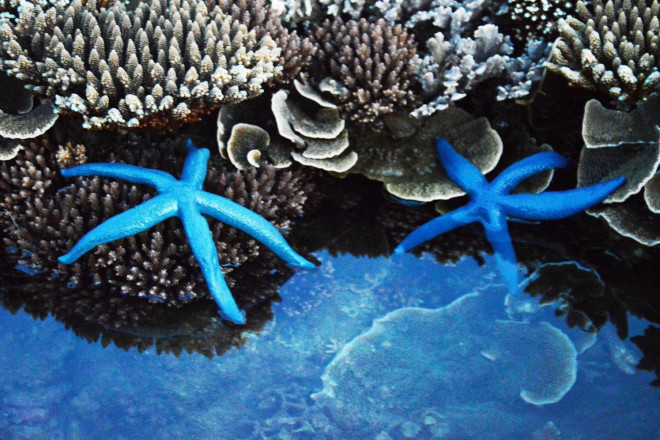 Ngắm tuyệt tác san hô cực đẹp ở Gành Yến – Quảng Ngãi - 7