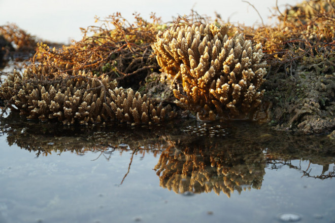 Ngắm tuyệt tác san hô cực đẹp ở Gành Yến – Quảng Ngãi - 8