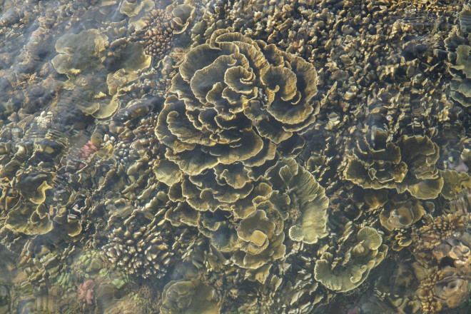 Ngắm tuyệt tác san hô cực đẹp ở Gành Yến – Quảng Ngãi - 10