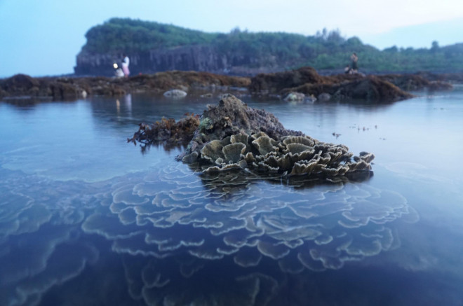 Ngắm tuyệt tác san hô cực đẹp ở Gành Yến – Quảng Ngãi - 11