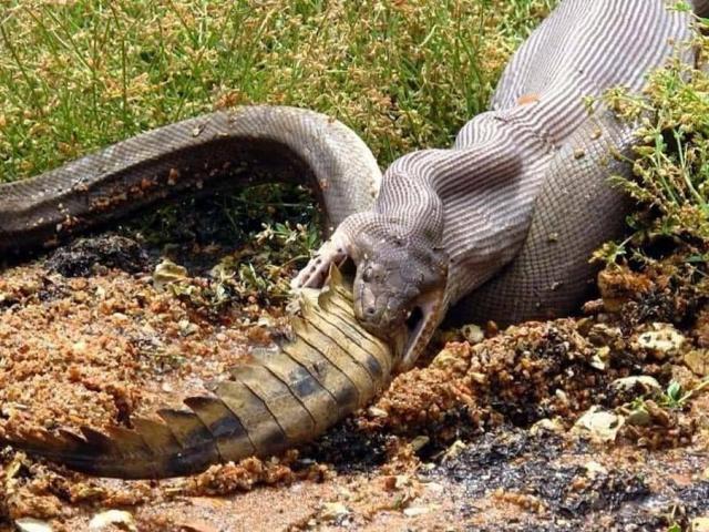 Media - Sát thủ đầm lầy Amazon bị trăn Nam Mỹ siết đến chết