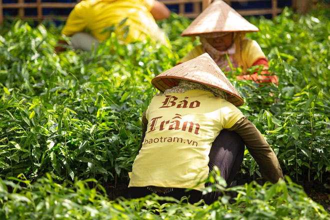 Chúng tôi ươm ước mơ mang trầm hương vươn xa thế giới