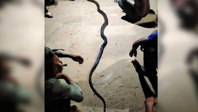 Con rắn ước tính dài 3 mét và nặng 3kg.